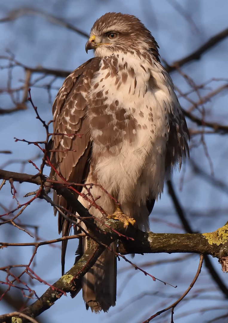 Der Mäusebussard