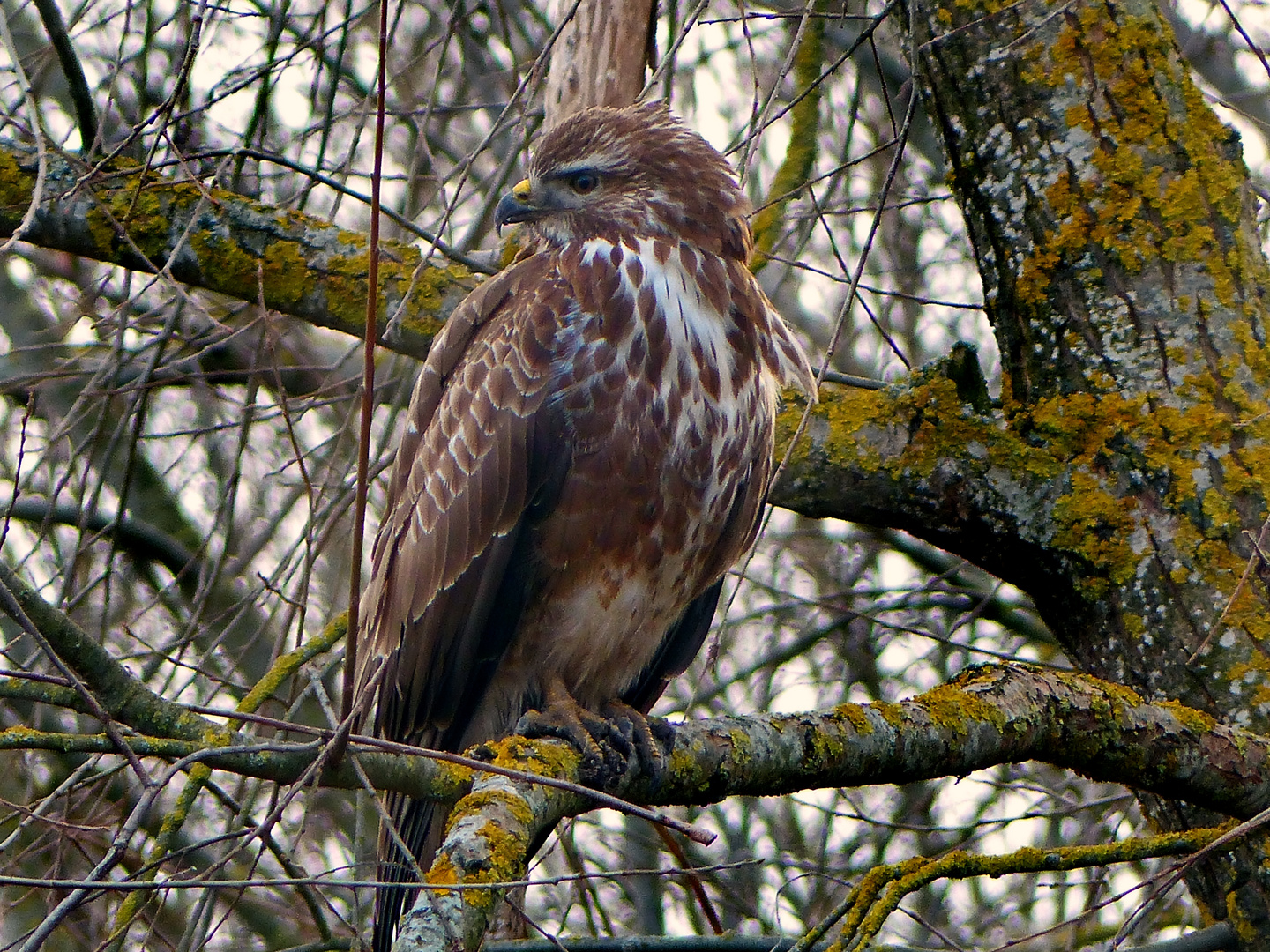 Der Mäusebussard