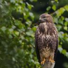 Der Mäusebussard ....