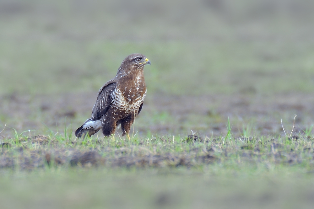 Der Mäusebussard auf dem Feld