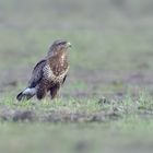 Der Mäusebussard auf dem Feld