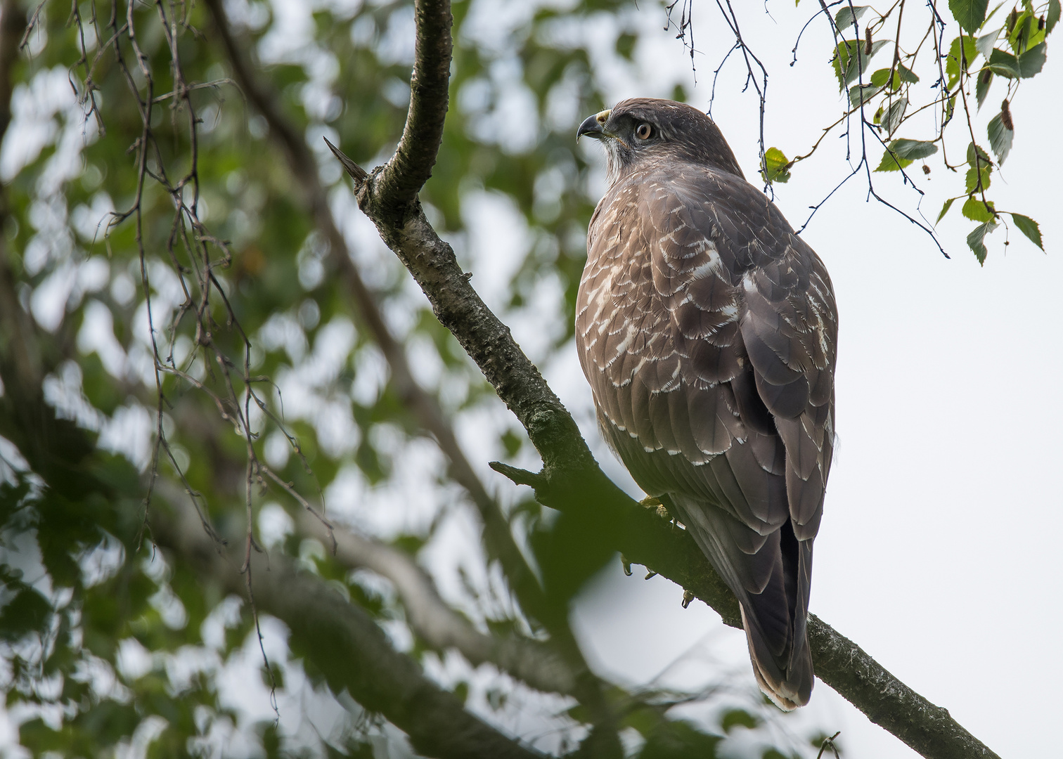 Der Mäusebussard (Buteo buteo)