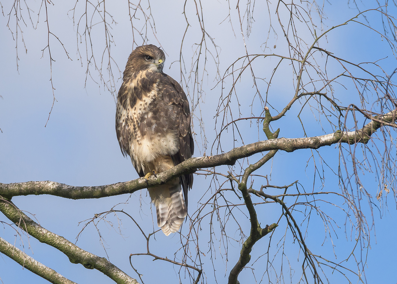 Der Mäusebussard (Buteo buteo)