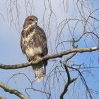 Der Mäusebussard (Buteo buteo)