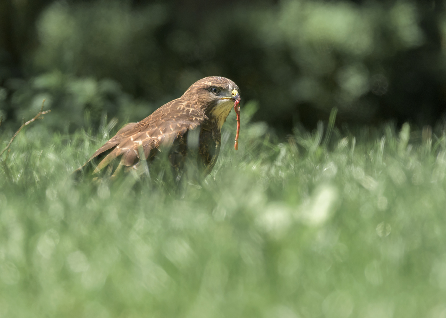 Der Mäusebussard (Buteo buteo)