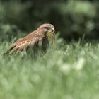 Der Mäusebussard (Buteo buteo)