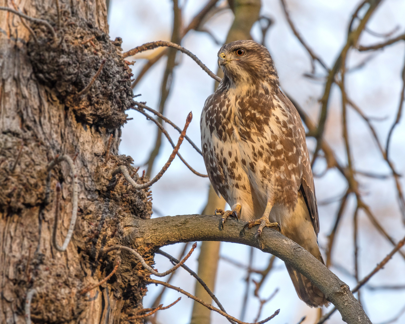 Der Mäusebussard (Buteo buteo)