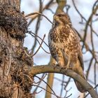 Der Mäusebussard (Buteo buteo)