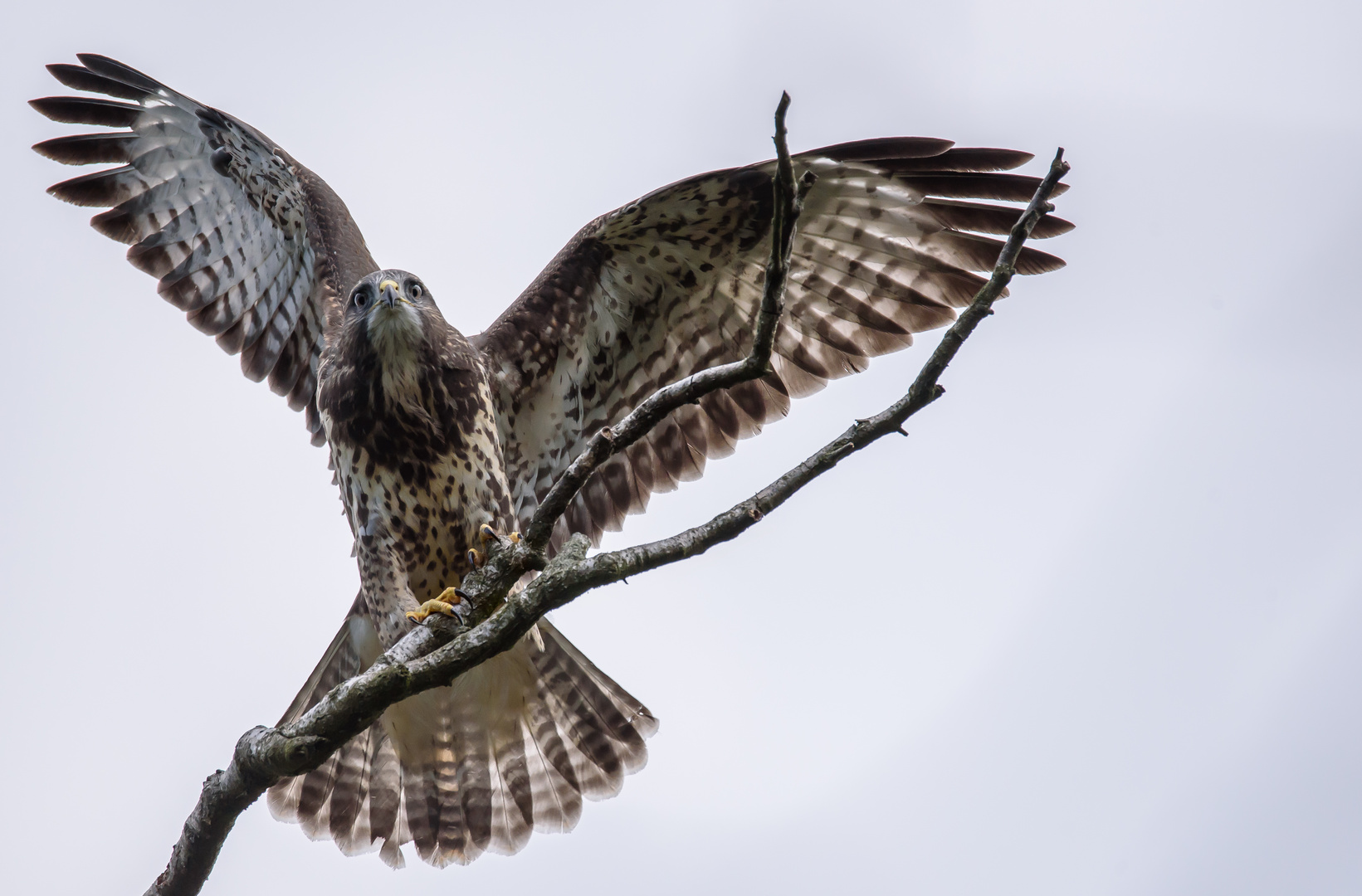 Der Mäusebussard (Buteo buteo) 