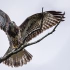 Der Mäusebussard (Buteo buteo) 