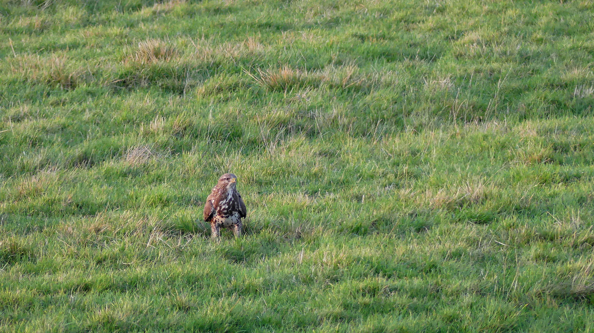 der Mäusebussard (Buteo buteo) ...