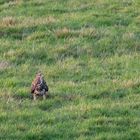 der Mäusebussard (Buteo buteo) ...