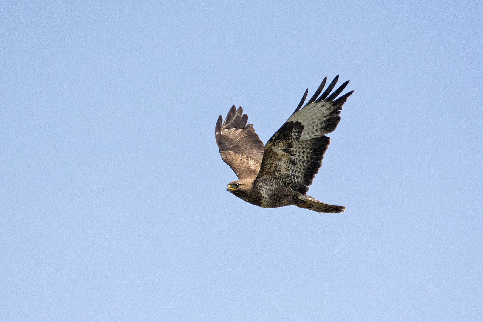 Der Mäusebussard (Buteo buteo)  behielt mich . . .