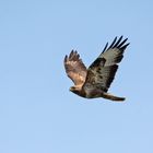 Der Mäusebussard (Buteo buteo)  behielt mich . . .