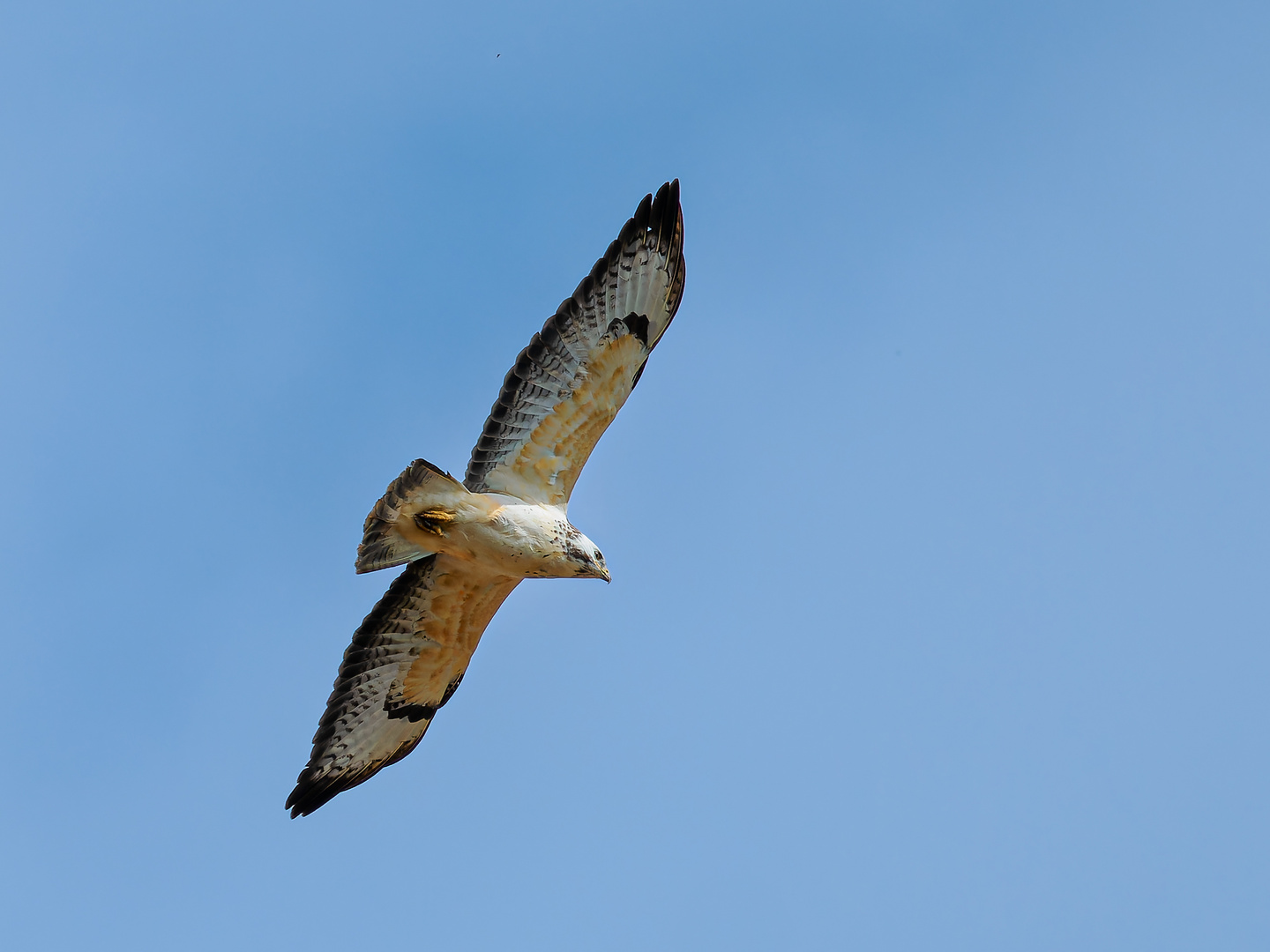 Der Mäusebussard (Buteo buteo) 