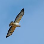 Der Mäusebussard (Buteo buteo) 