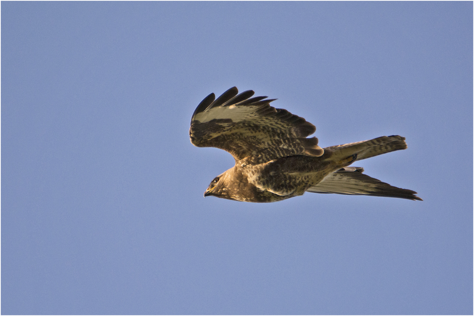 Der Mäusebussard (Buteo buteo) hatte mich immer im Blick . . .