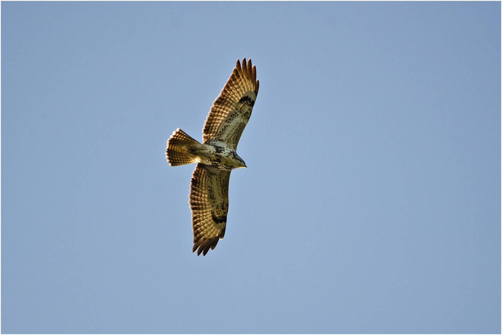 Der Mäusebussard (Buteo buteo) hatte sich schon . . .