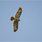 Der Mäusebussard (Buteo buteo) hatte sich schon . . .