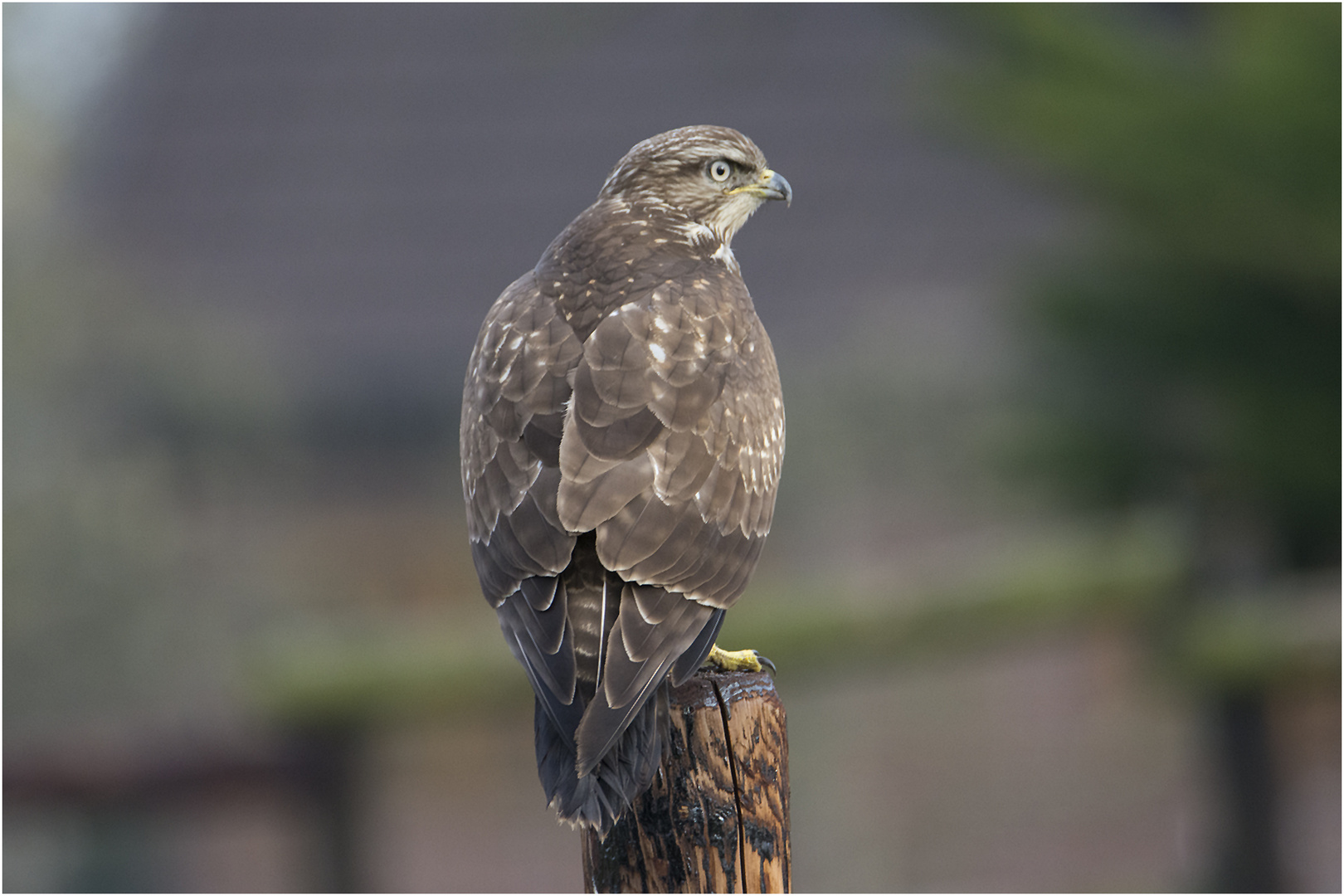 Der Mäusebussard (Buteo buteo)  landete auf . . .