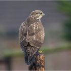 Der Mäusebussard (Buteo buteo)  landete auf . . .