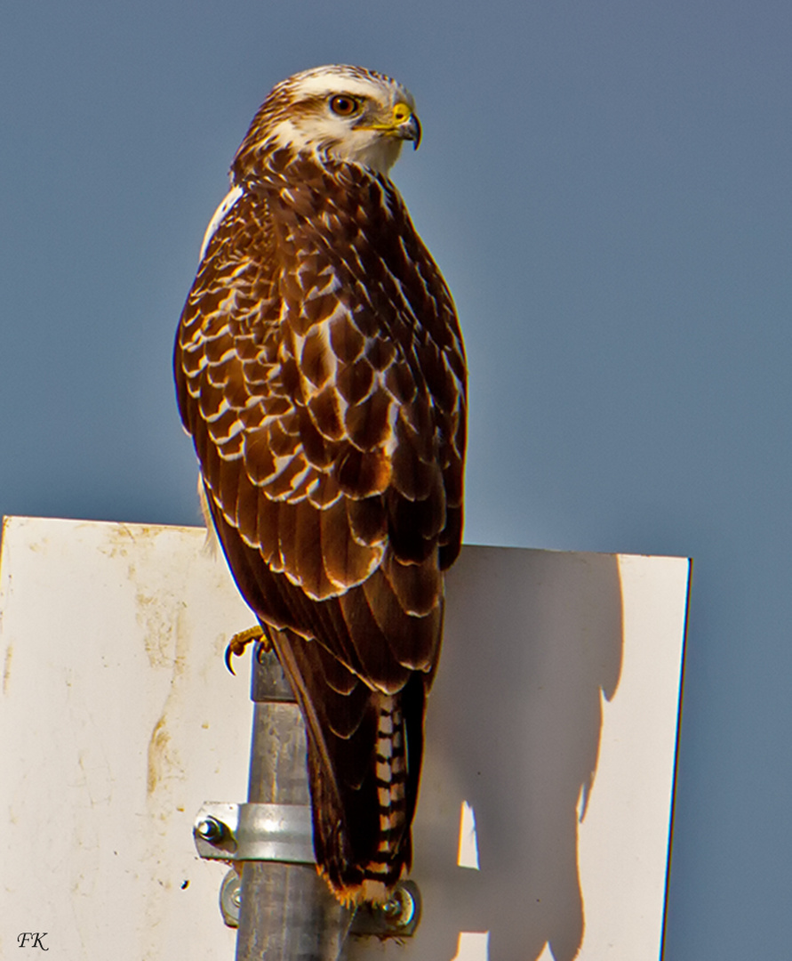  ***     Der Mäusebussard  -  Buteo buto .