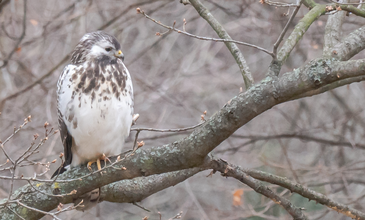 Der Mäusebussard