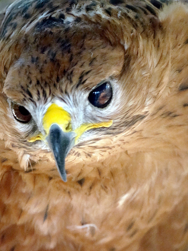 der Mäusebussard