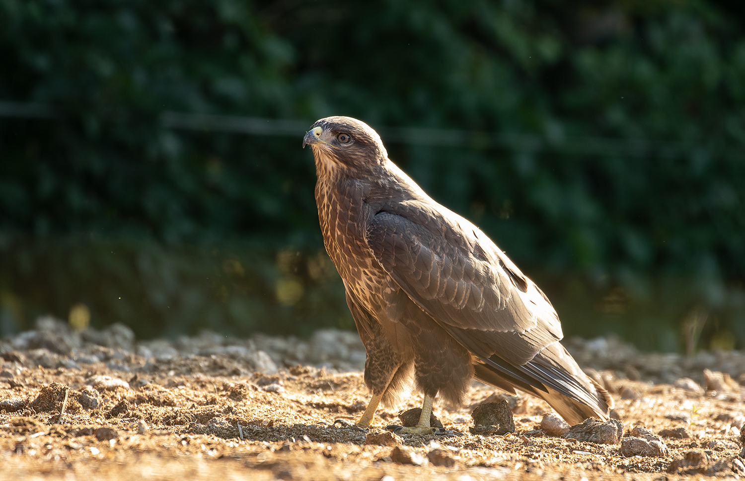 Der Mäusebussard im Pferdepaddock