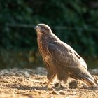 Der Mäusebussard im Pferdepaddock