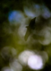 Der Mäusebussard jagt durch den Wald