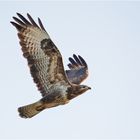 Der Mäusebussard saß am Abend in der Nähe (1) . . .