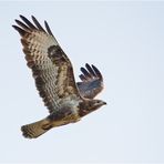 Der Mäusebussard saß am Abend in der Nähe (1) . . .