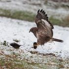 Der Mäusebussard und sein Maulwurf