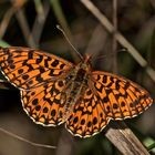 Der Magerrasen-Perlmuttfalter (Boloria dia) ...