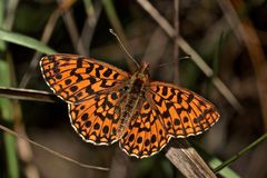 Der Magerrasen-Perlmuttfalter (Boloria dia) ...