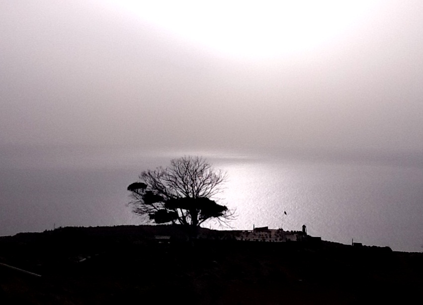 Der Magische Baum im diesigen Nachmittags-Sonnenlicht (Gegenlichtaufnahme)