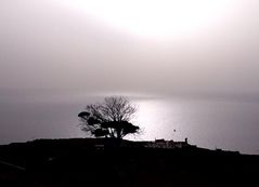 Der Magische Baum im diesigen Nachmittags-Sonnenlicht (Gegenlichtaufnahme)