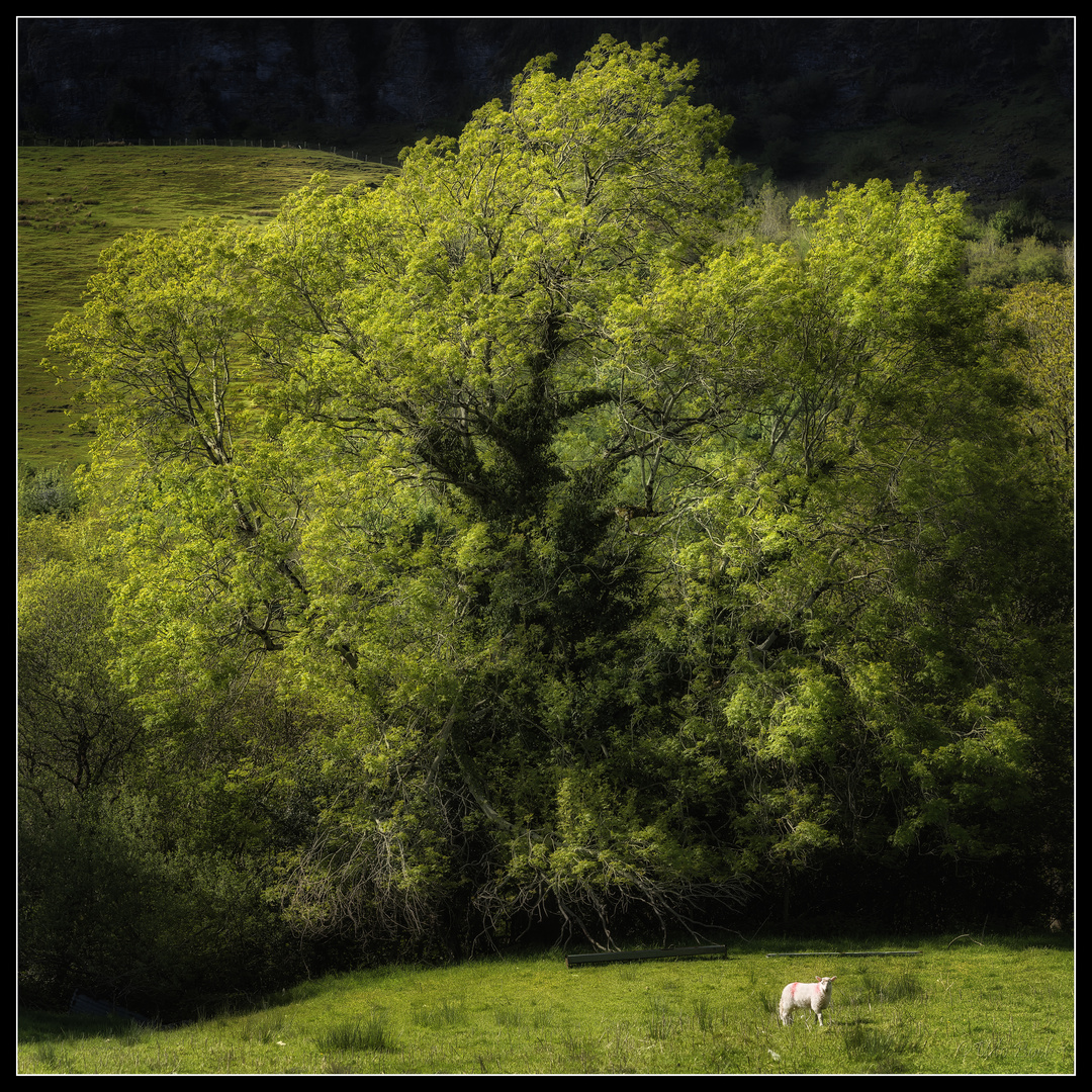 Der magische Baum und das Lamm