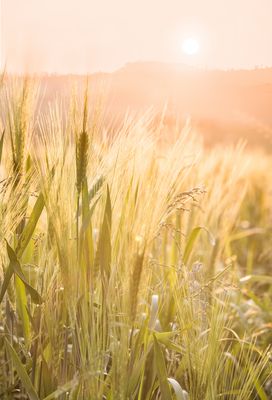 Der magische Berg im Gegenlicht
