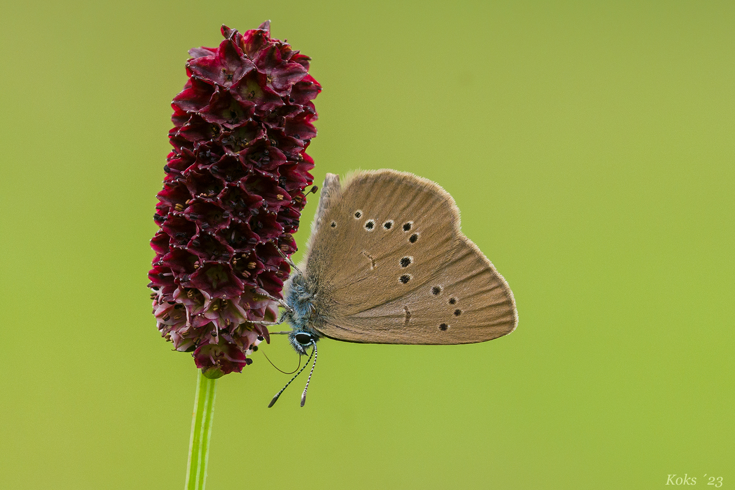 Der magische Wiesenknopf