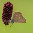 Der magische Wiesenknopf