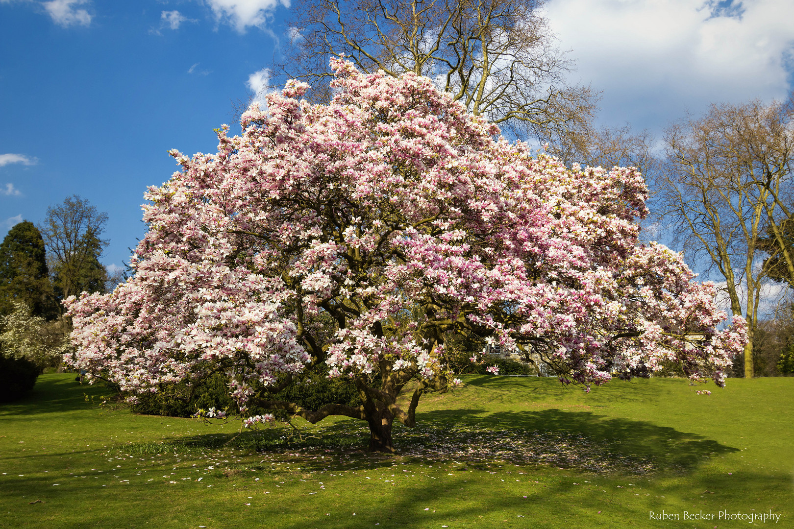 Der Magnolienbaum Foto & Bild pflanzen, pilze & flechten, bäume
