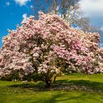 Der Magnolienbaum