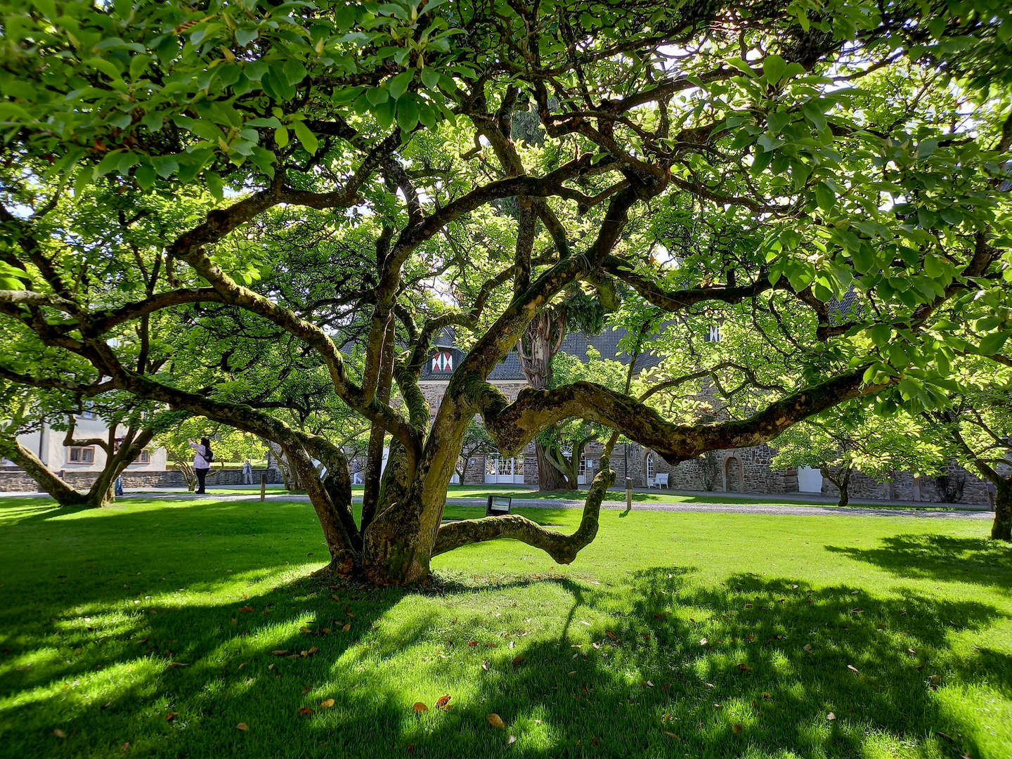 der Magnolienbaum