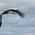 der Maguari Storch (Ciconia maguari)