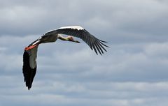 der Maguari Storch (Ciconia maguari)