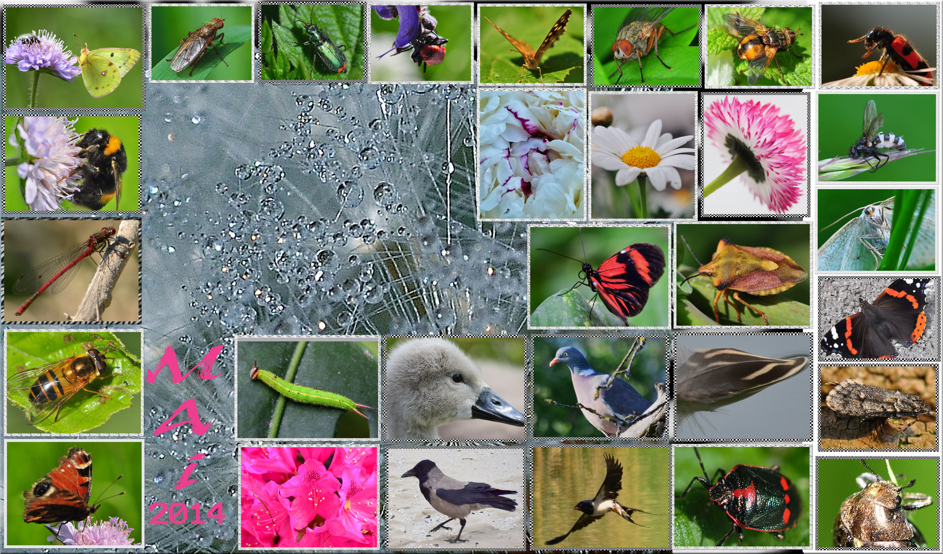 Der Mai 2014.. Foto & Bild karten und kalender, meine motive 2014