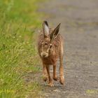 Der Mai, das Wandern, der Untertaunus und der nasse Hase 