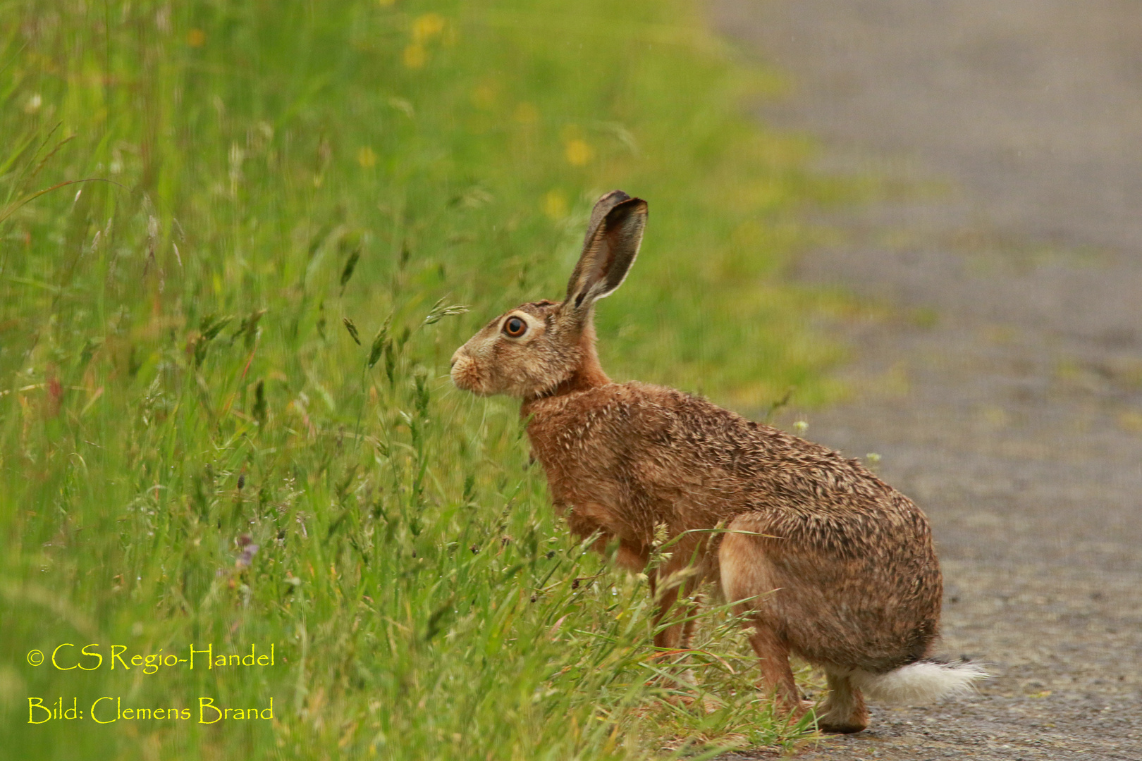 Der Mai, das Wandern, der Untertaunus und der nasse Hase 